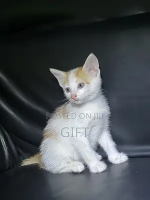 1-3 months Male Mixed Breed American Shorthair