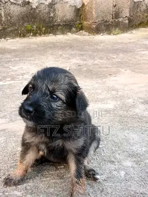 0-1 month Male Purebred Caucasian Shepherd