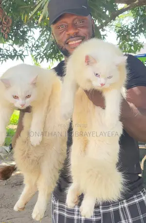3-6 months Male Purebred Persian