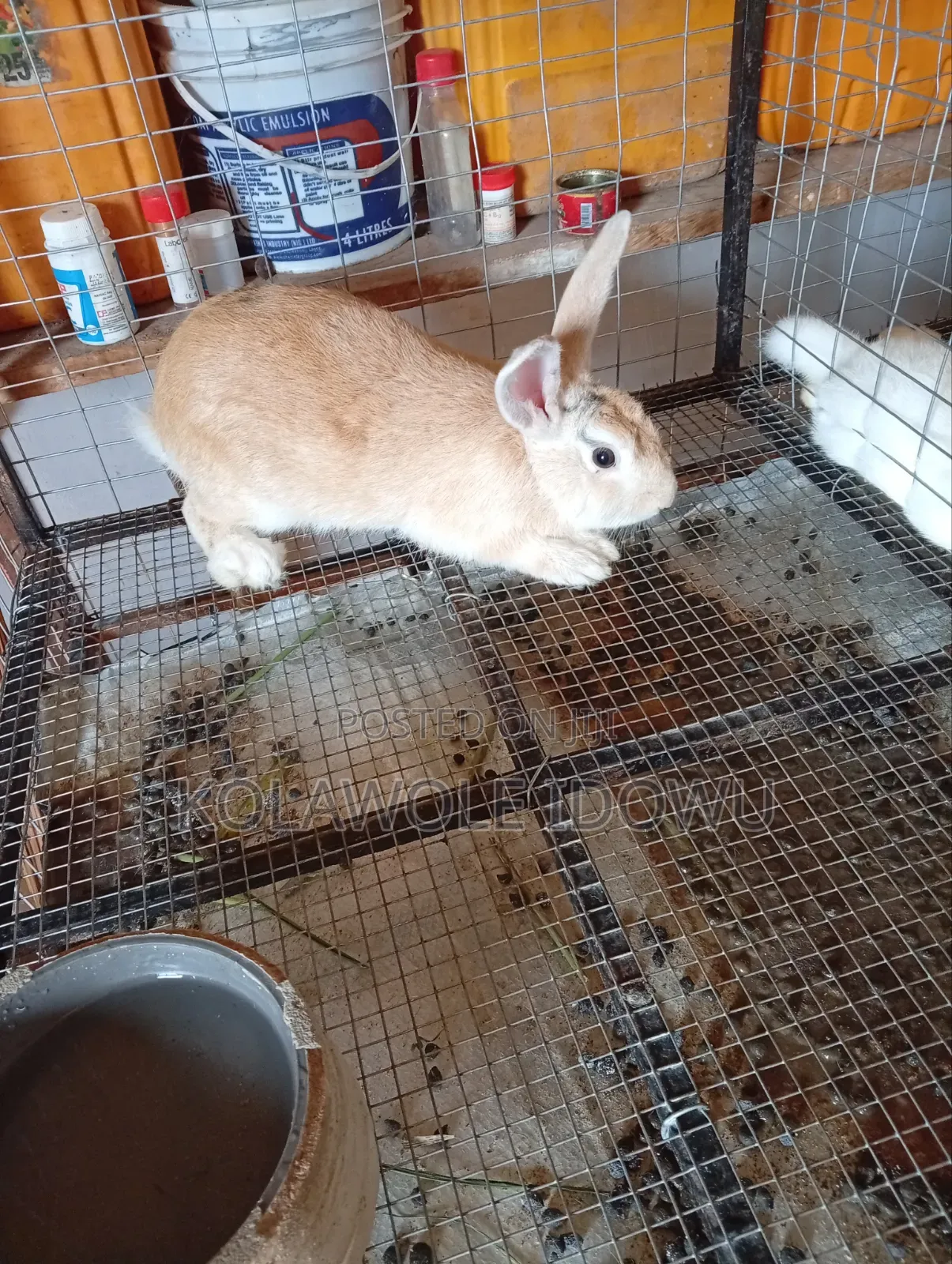 Rabbits for Sale