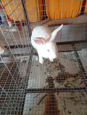 Rabbits for Sale
