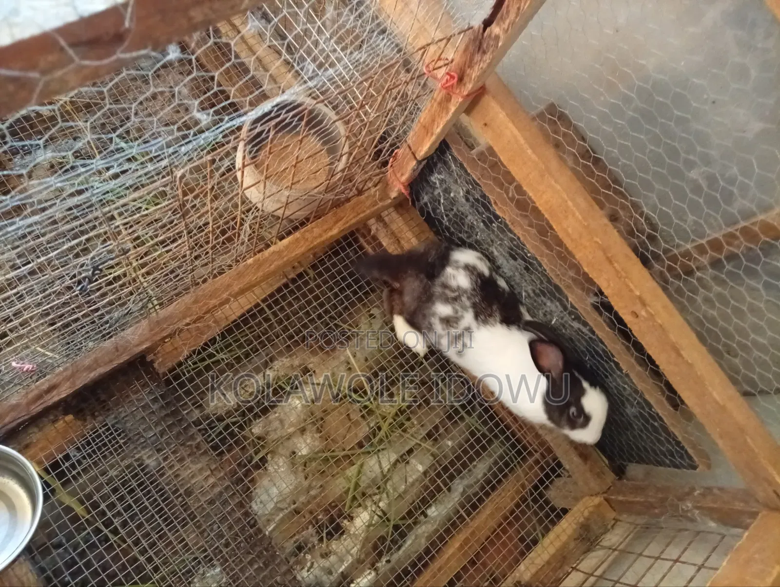 Rabbits for Sale