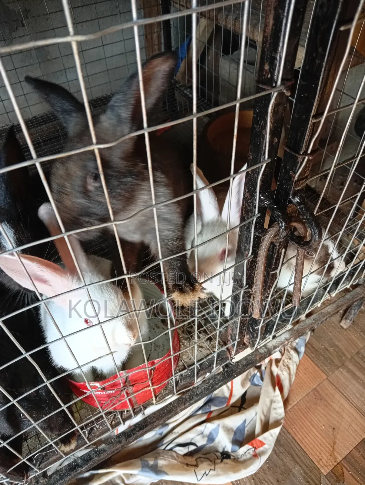 Rabbits for Sale