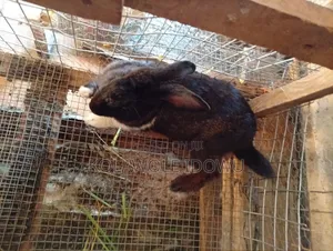 Rabbits for Sale