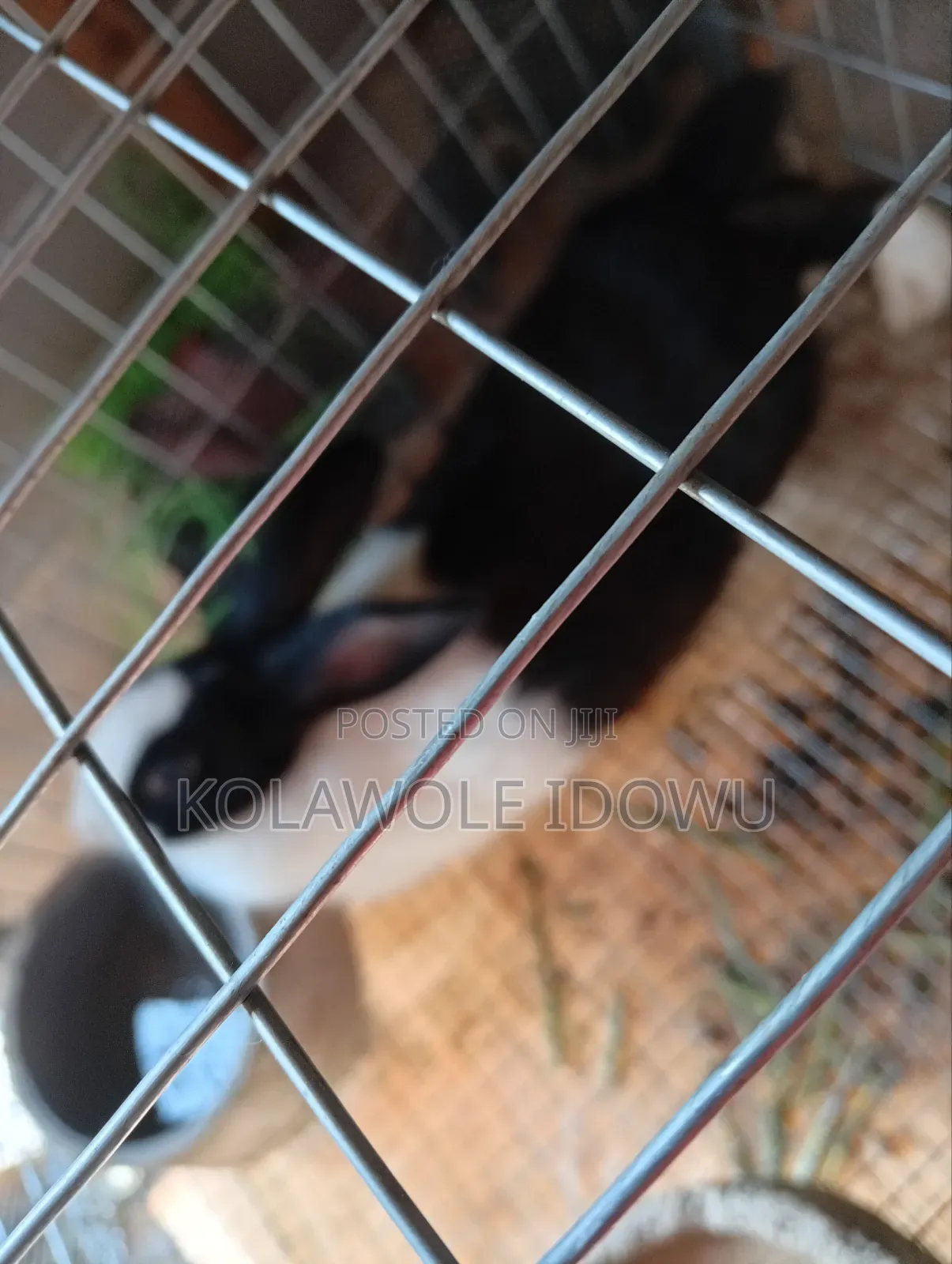 Rabbits for Sale