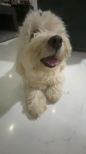 1+ year Male Purebred Lhasa Apso