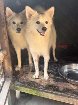 1+ year Male Purebred American Eskimo