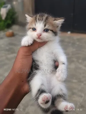 1-3 months Female Purebred Turkish Van