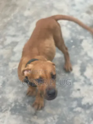 3-6 months Female Purebred Boerboel