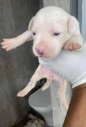 0-1 month Male Purebred American Pit Bull Terrier