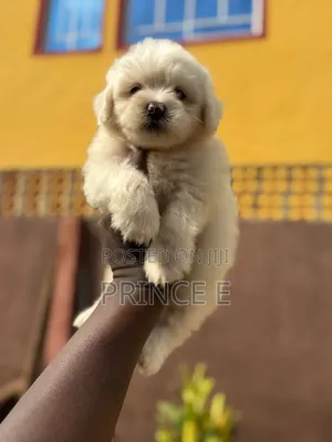 1-3 months Male Purebred Lhasa Apso