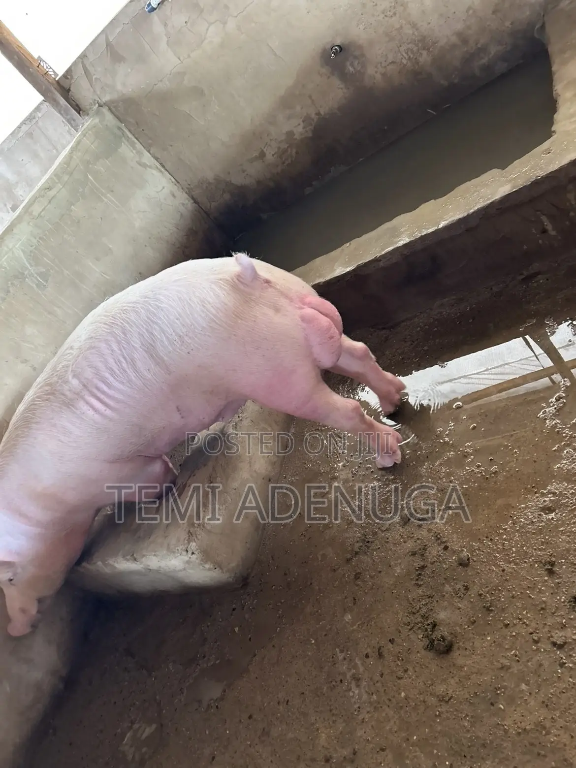 Fresh Farm Pork Meat