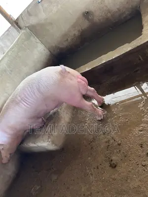 Fresh Farm Pork Meat
