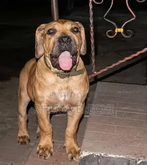 3-6 months Female Purebred Boerboel