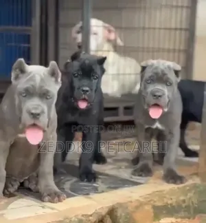 1-3 months Female Purebred Cane Corso