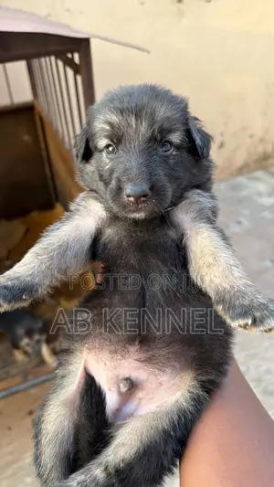 0-1 month Male Purebred German Shepherd