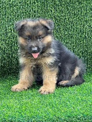 1-3 months Male Purebred German Shepherd