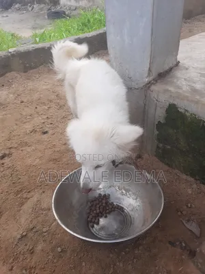 1+ year Female Purebred American Eskimo