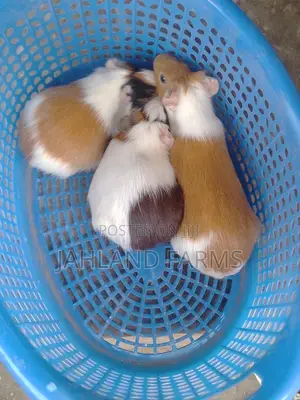Guinea Pigs  Available in Jahland Farms