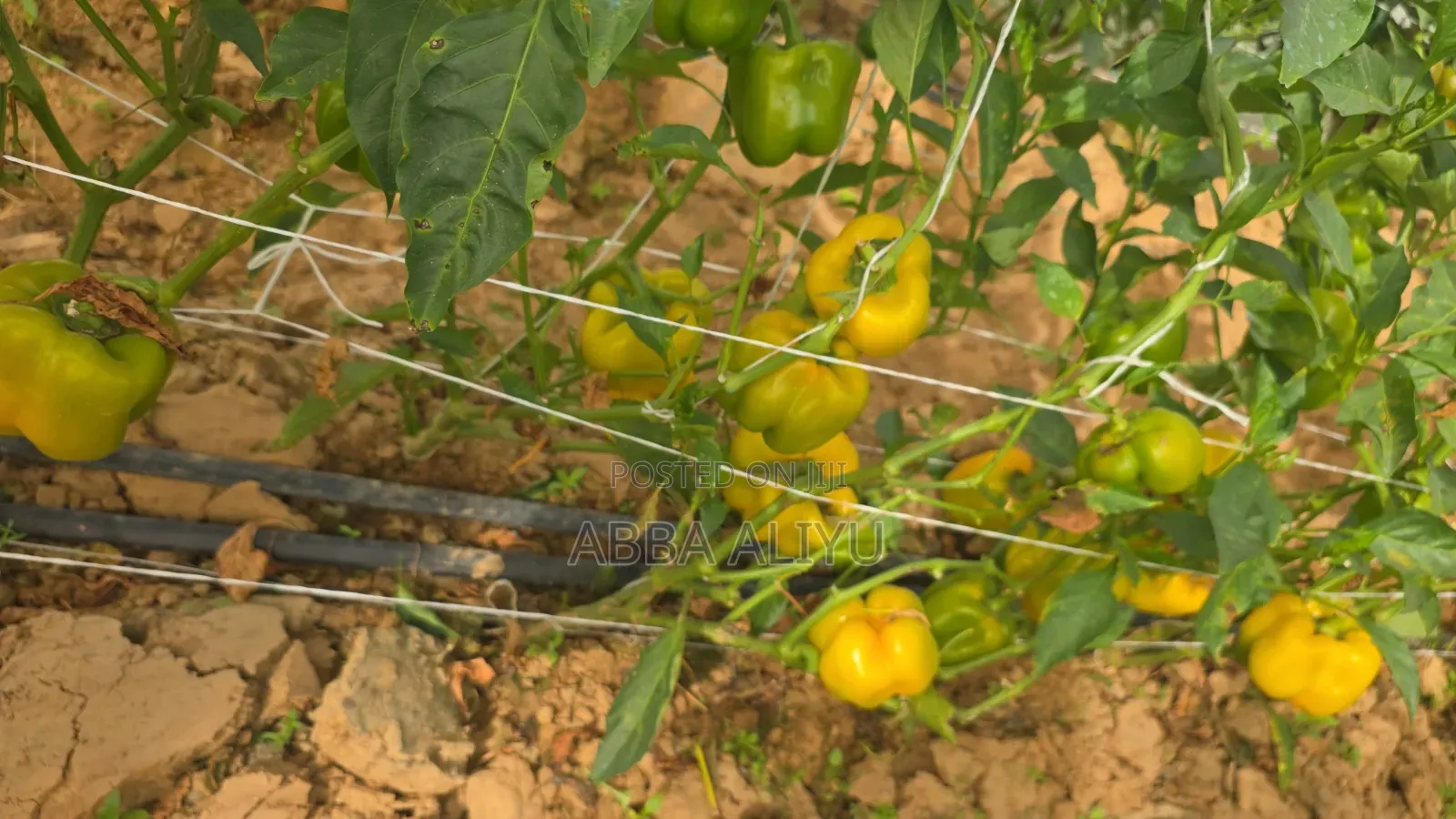 Fresh Bell Pepper & Cucumber