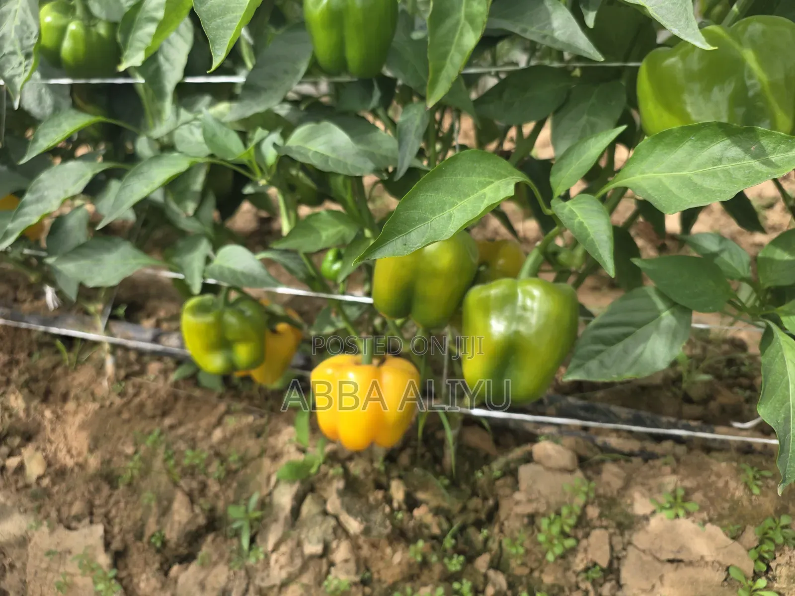 Fresh Bell Pepper & Cucumber