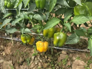 Fresh Bell Pepper & Cucumber