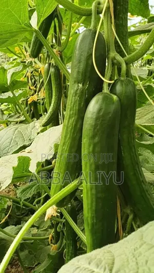 Fresh Bell Pepper & Cucumber