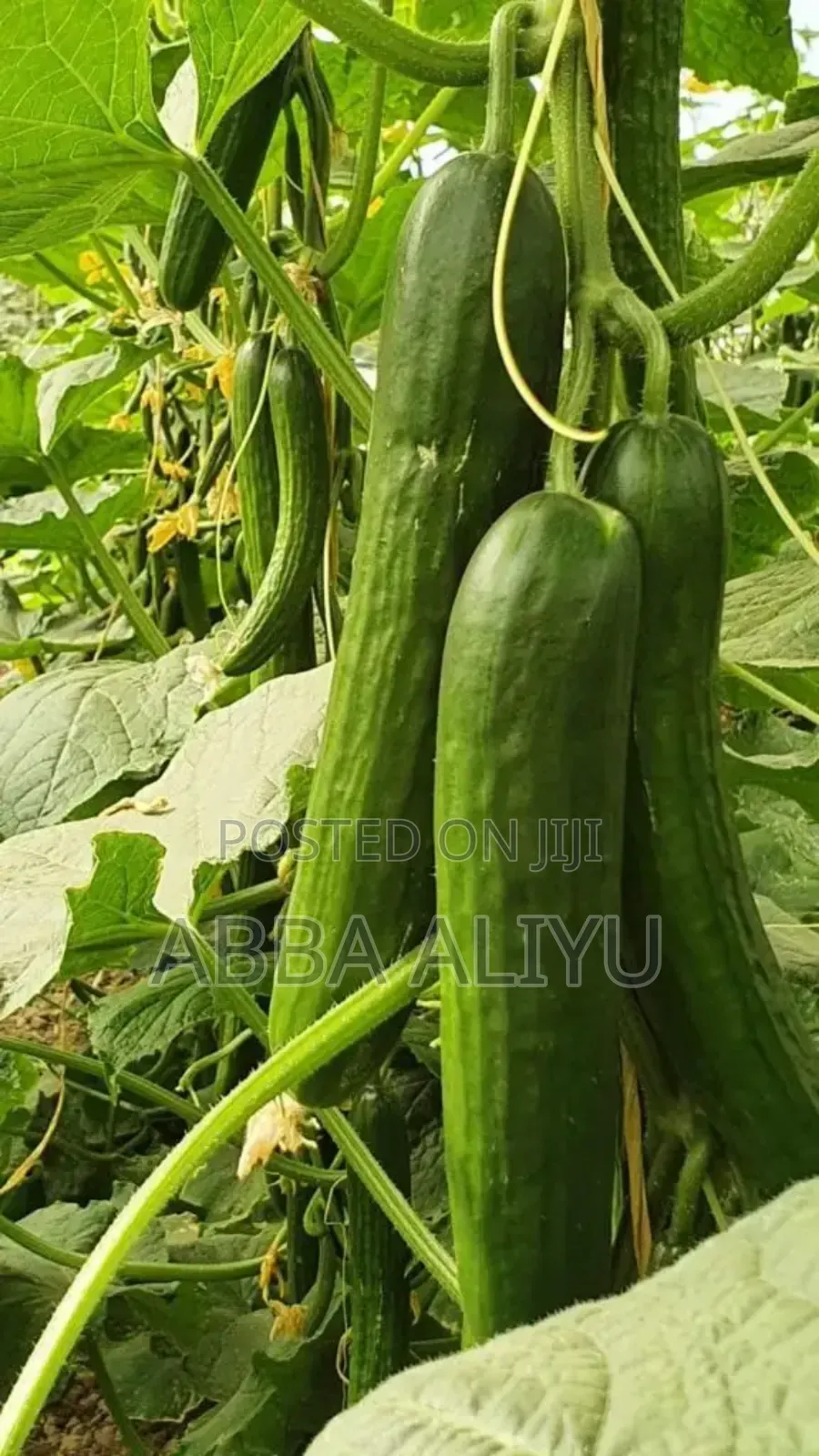 Fresh Bell Pepper & Cucumber