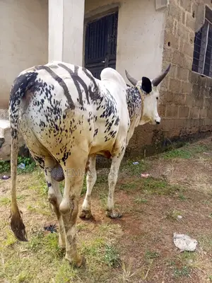 Quality Party Size Cattle Breed