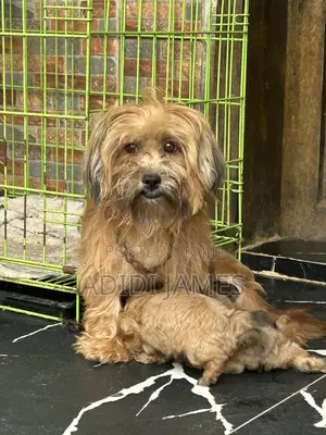 1+ year Female Purebred Lhasa Apso