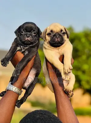 0-1 month Female Purebred Pug