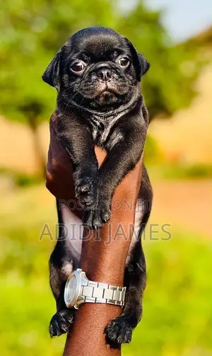 0-1 month Female Purebred Pug