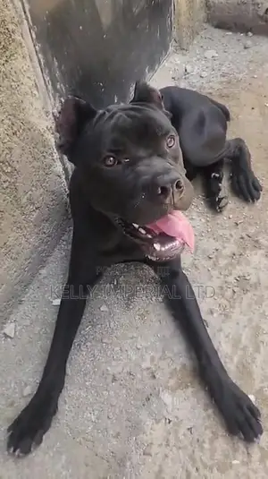 6-12 months Male Purebred Cane Corso