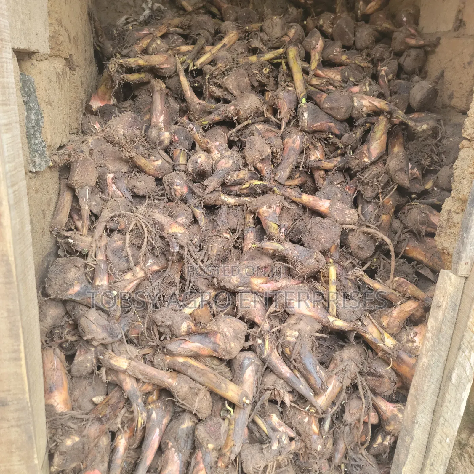 Plantain Suckers