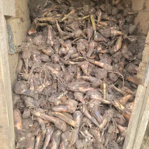 Plantain Suckers