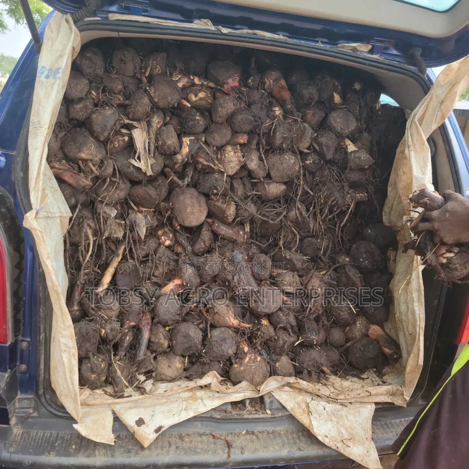 Plantain Suckers