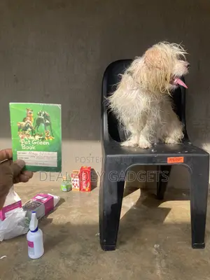 1+ year Male Purebred Lhasa Apso