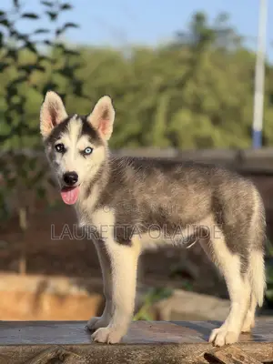 1-3 months Male Purebred Siberian Husky
