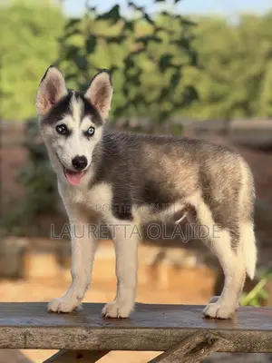 1-3 months Male Purebred Siberian Husky