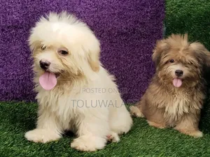 3-6 months Male Purebred Lhasa Apso