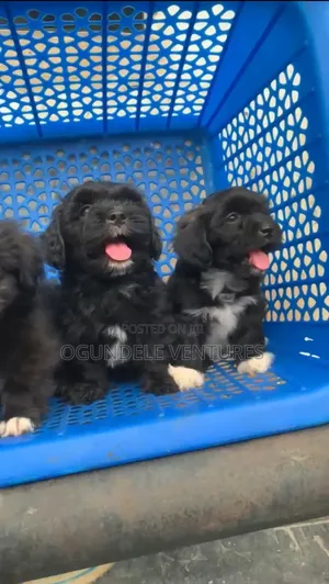 1-3 months Male Purebred Lhasa Apso