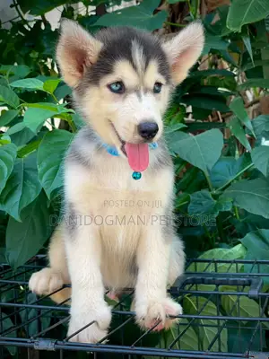 1-3 months Male Purebred Siberian Husky