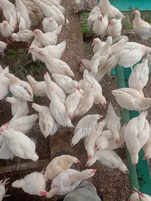 8 Weeks Vaccinated Cockerels for Breeding