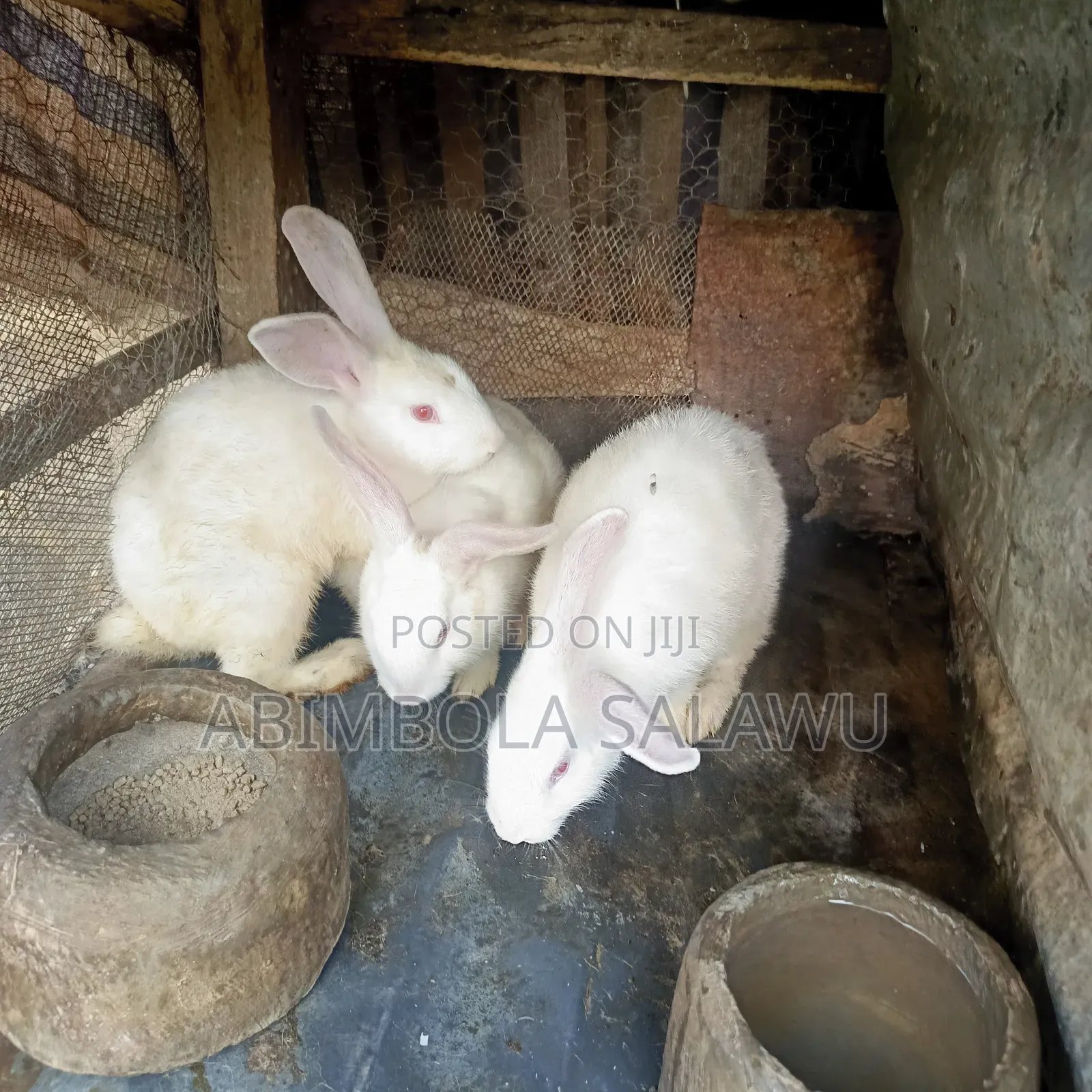 Hyla Rabbit
