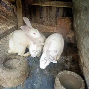 Hyla Rabbit