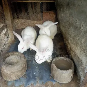 Hyla Rabbit