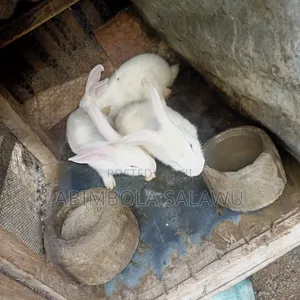 Hyla Rabbit