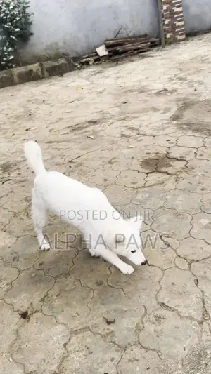 3-6 months Male Purebred American Eskimo
