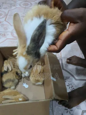 5 Weeks Old Bunnies for Sale