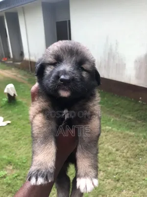 1-3 months Male Purebred Caucasian Shepherd